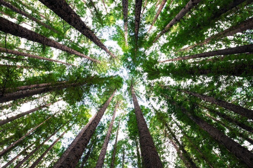 go green trees