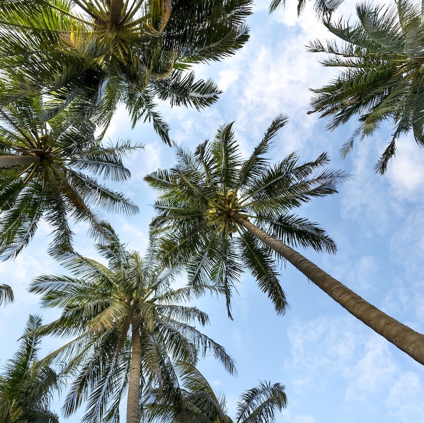 palm trees