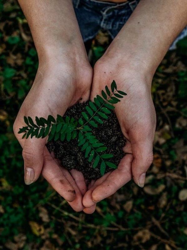 go green Hands holding a plant