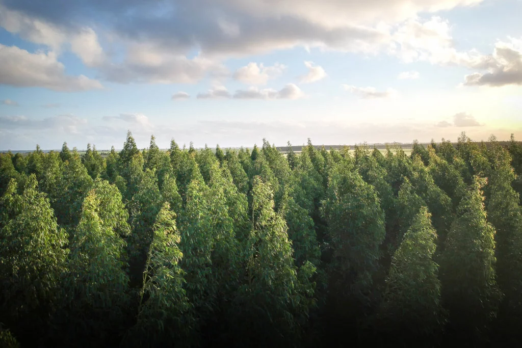 Forest-of-Trees-with-Blue-Sky-Background Forest of trees with blue sky and clouds in the background, aerial view