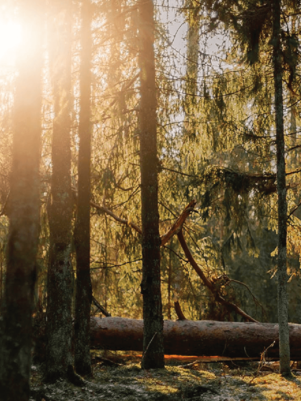 Sunlight peaking through a group of trees in a forest