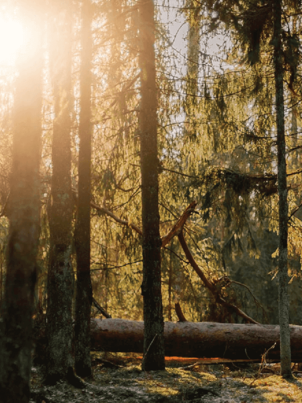 Sunlight peaking through a group of trees in a forest