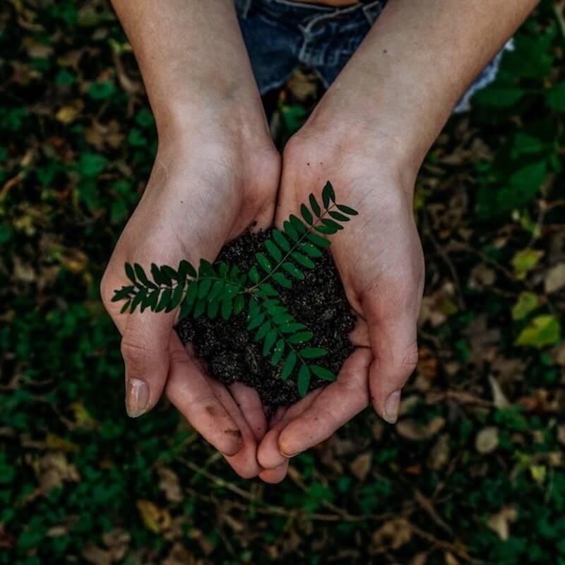 go green Hands holding a plant