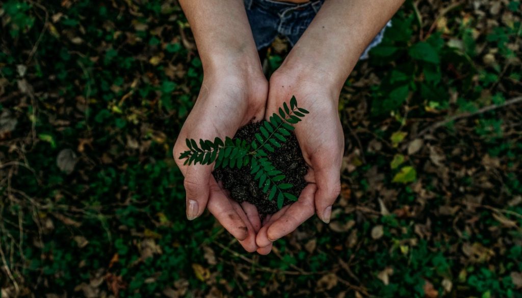 noah-buscher-x8ZStukS2PM-unsplash go green with hands holding a plant
