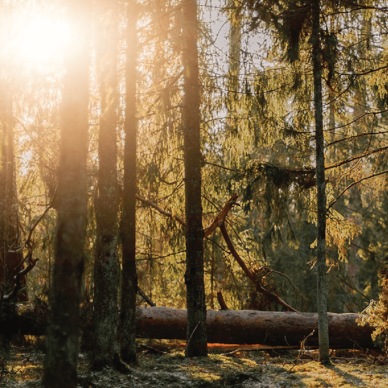 Sunlight peaking through a group of trees in a forest